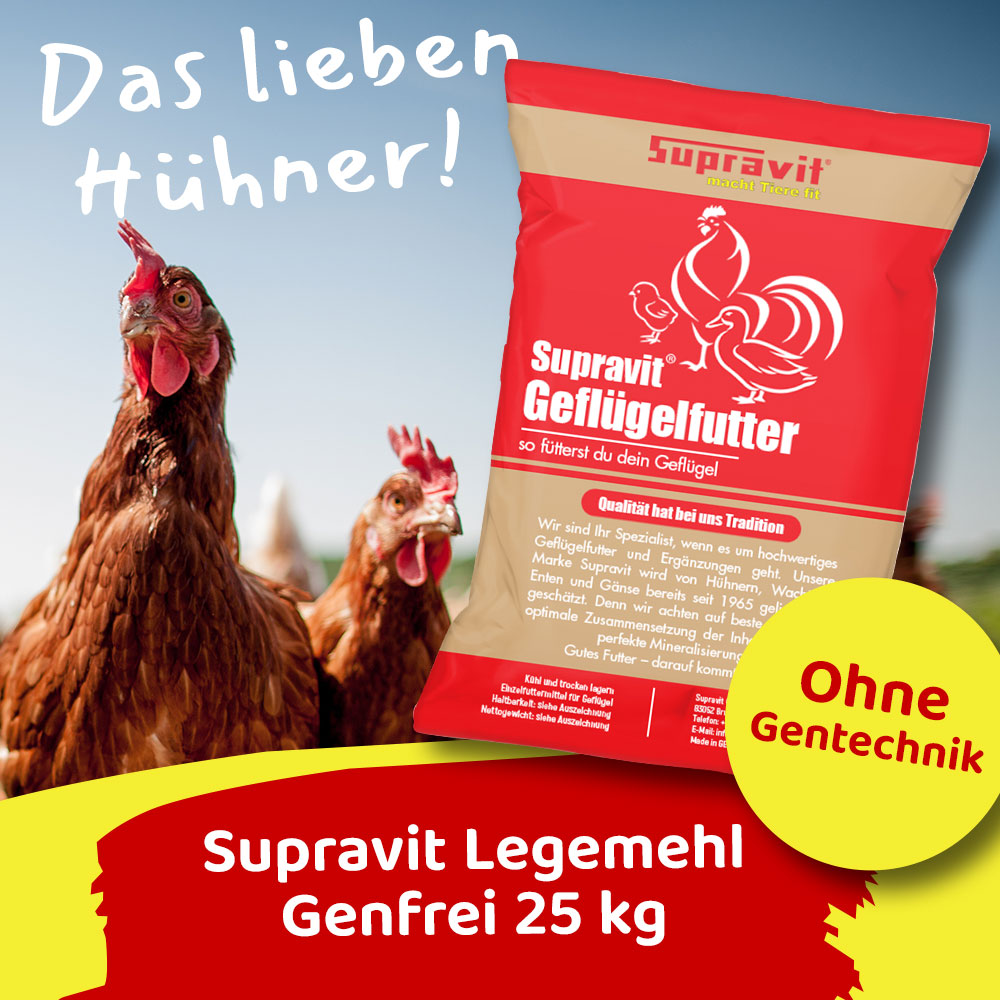 Teaser Quadrat verlinkt, Vorschau Onlineshop Supravit Tierfutter und Tierbedarf; vorne rot-braune Packung Geflügelfutter, Angebot auf rot-gelbem Wischer; im Hintergrund zwei neugierige braune Hennen vor mattblauem Himmel